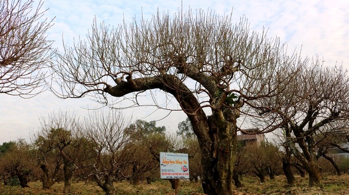 Vườn đào cổ thụ Hải Phòng chờ Tết